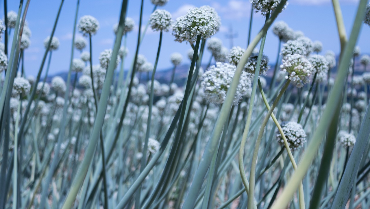最新仿真花圖片與價格，美化生活的藝術(shù)品展示