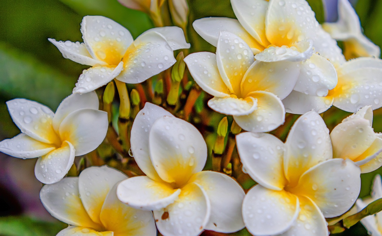 最新生肖桃花運(yùn)分析，揭秘2016年生肖桃花運(yùn)勢(shì)