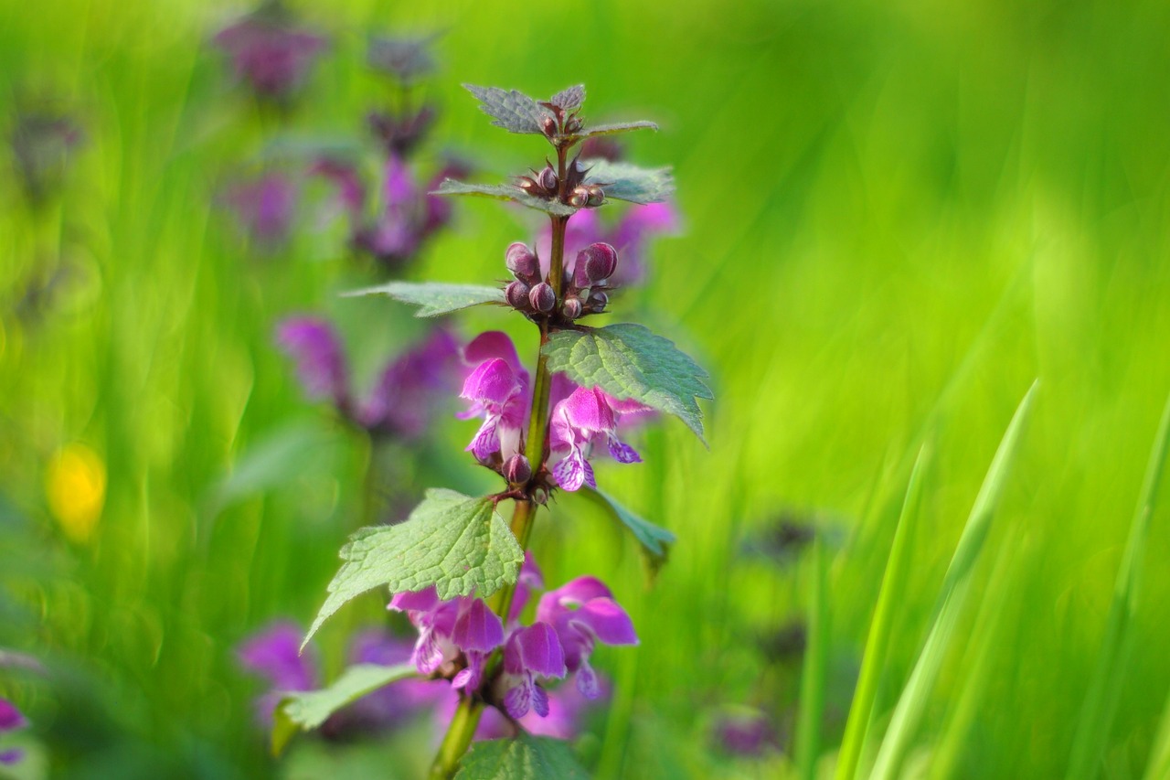 濱州環(huán)保督察最新動態(tài)，堅定推動綠色發(fā)展步伐