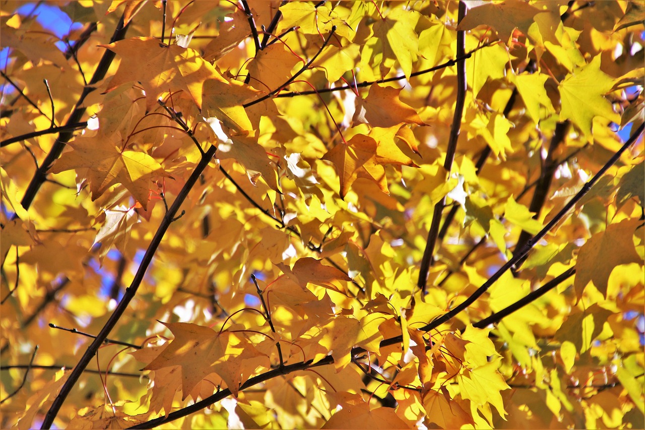 泗陽(yáng)中福上河園最新動(dòng)態(tài)揭秘