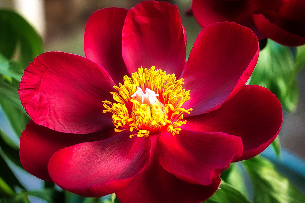 退休交醫(yī)保政策最新動態(tài)，調整、展望與未來趨勢