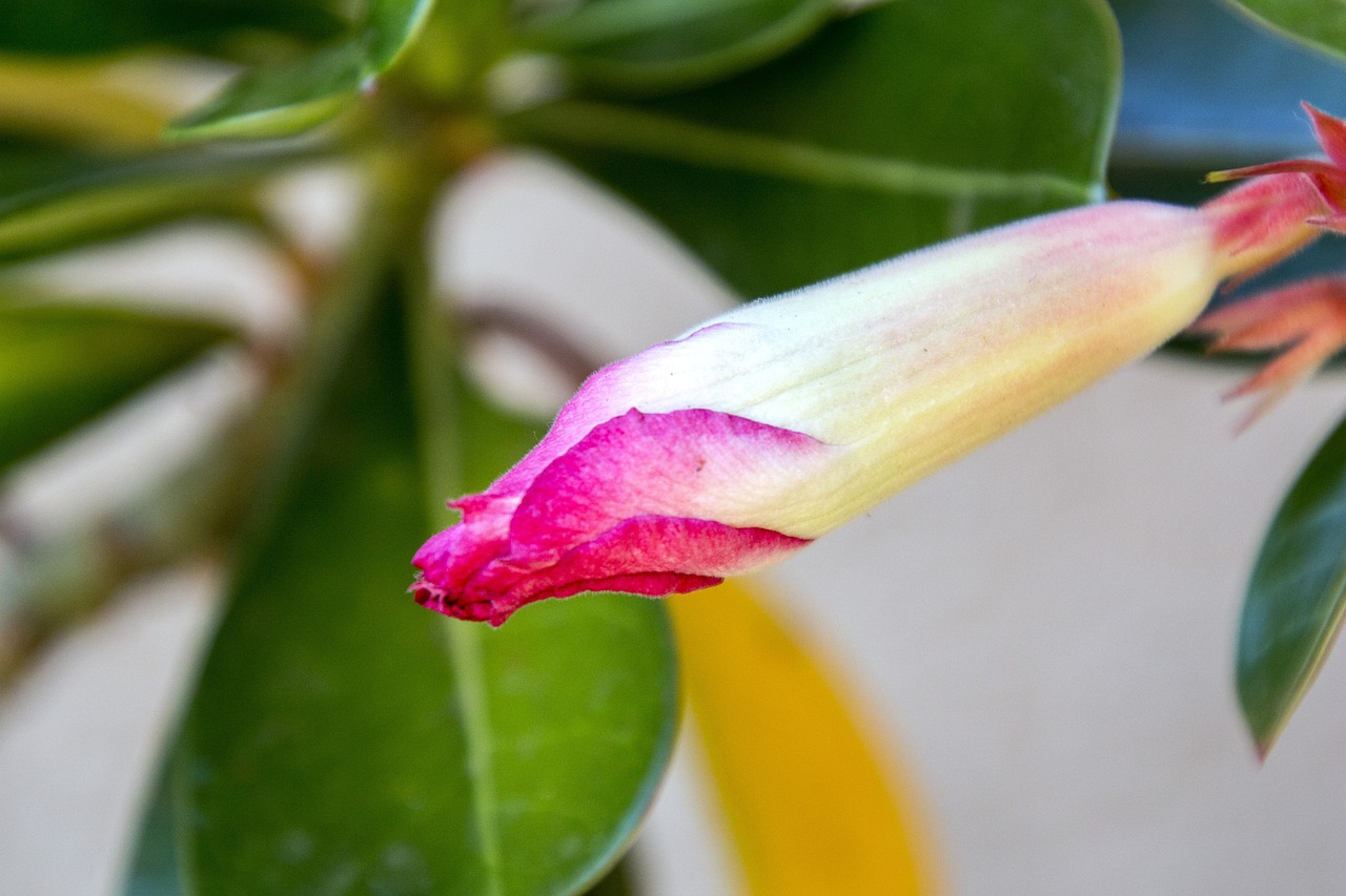 紅崖子花生米最新價(jià)格及市場(chǎng)動(dòng)態(tài)分析，洞悉市場(chǎng)趨勢(shì)與價(jià)格動(dòng)態(tài)