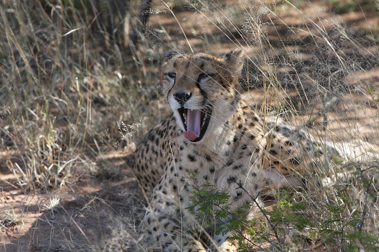 最新人與動(dòng)物電影網(wǎng)站，探索人與自然的和諧共生之道