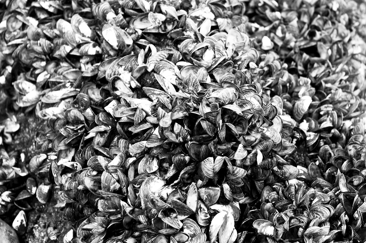 藍山海岸二期最新動態(tài)，引領居住新潮流，探索未來生活品質(zhì)新境界