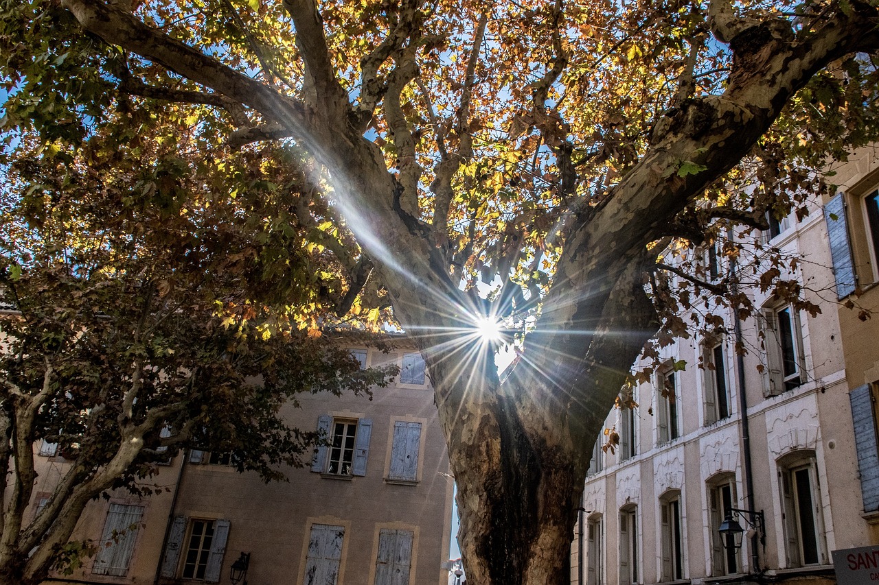 陽(yáng)光大道點(diǎn)贊新時(shí)代，輝煌篇章的展現(xiàn)