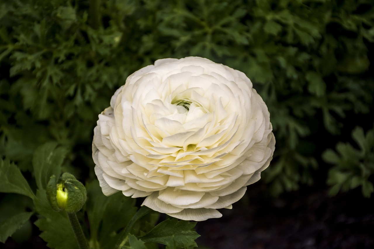 衡水溫莎花園最新動態(tài)更新，最新消息一覽