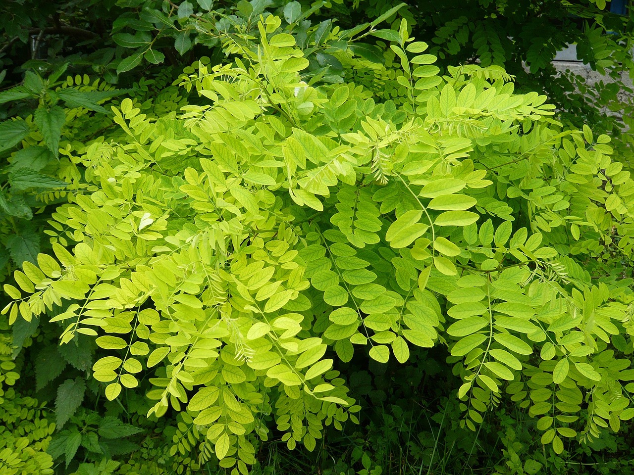 幸福林帶三期最新進展，綠色生活展望，未來動態(tài)揭秘