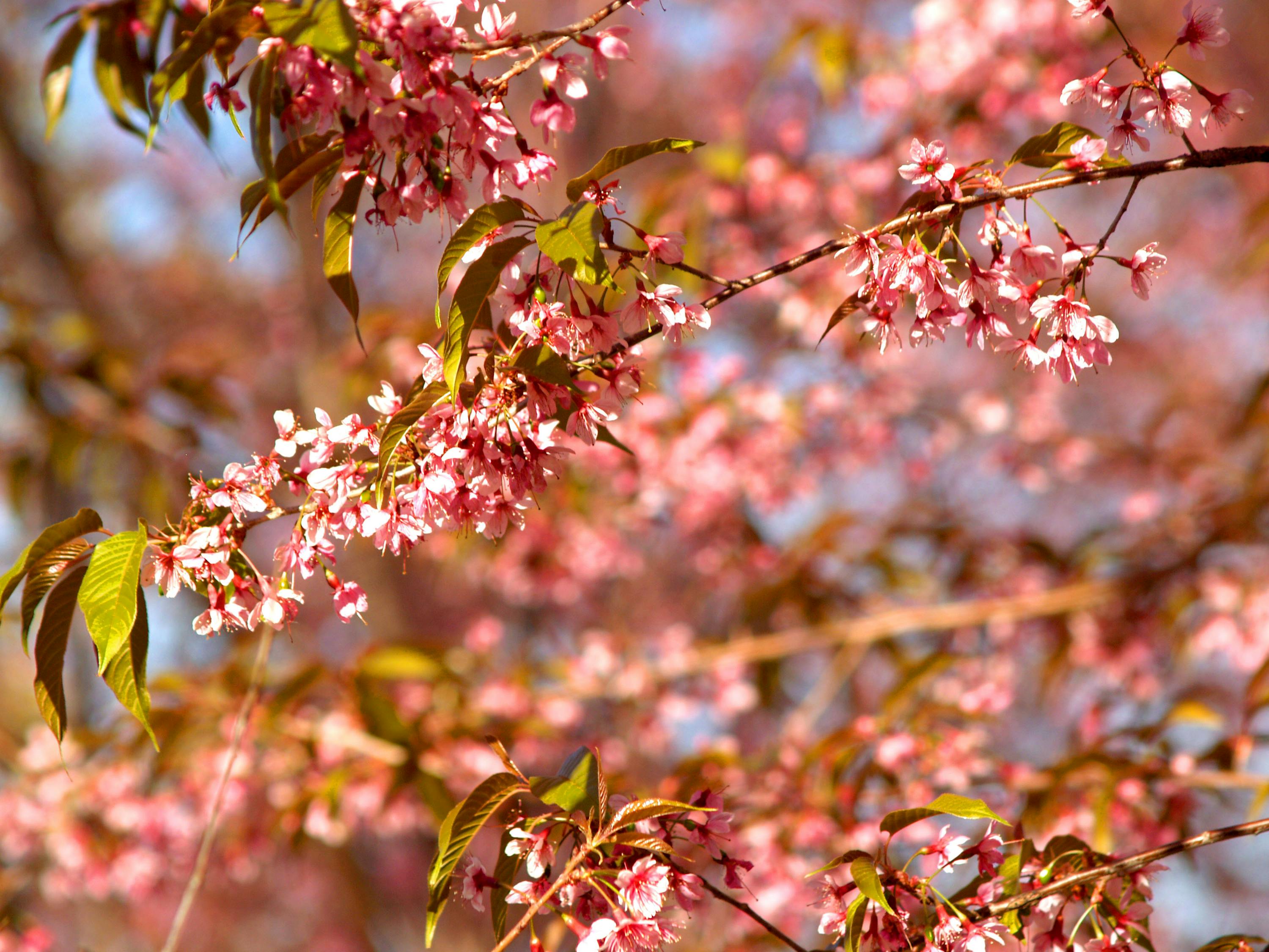 花伴落官途最新章節(jié)，權(quán)力之路的芬芳與挑戰(zhàn)