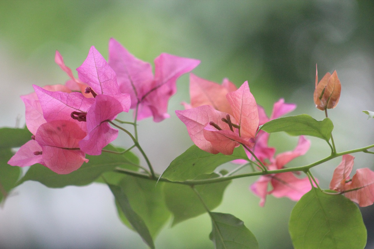 咸陽一品蘭軒最新動(dòng)態(tài)揭秘，卓越品質(zhì)展現(xiàn)，未來發(fā)展探索之路