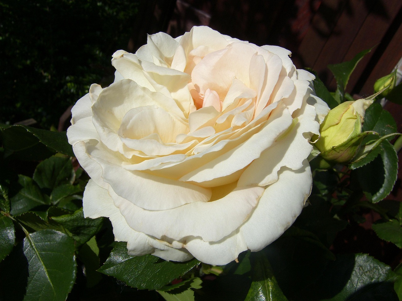 ?？诿利惾A居最新動(dòng)態(tài)，繁華都市中的理想居所更新消息