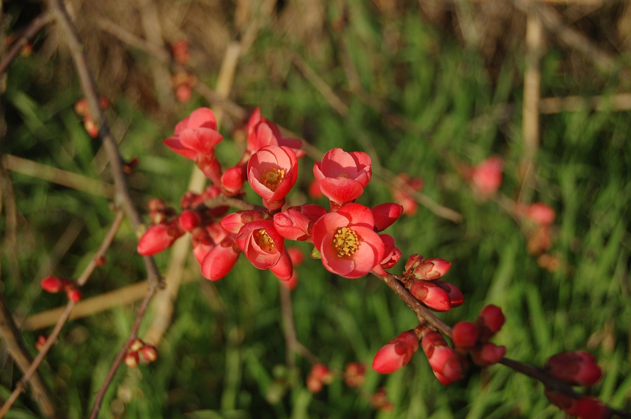 長治花園歌城最新動態(tài)報(bào)道，最新消息一覽