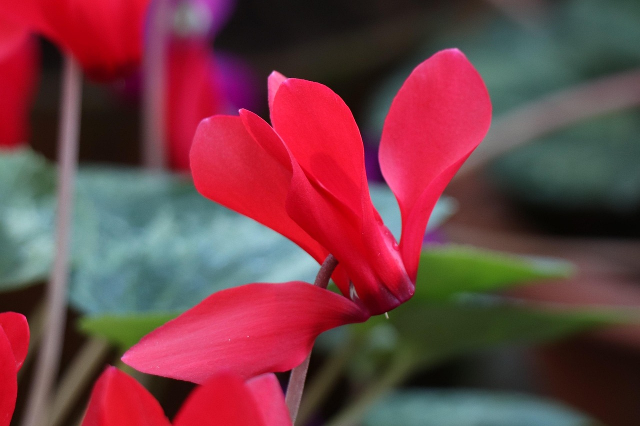 深度解析軍事動態(tài)與全球安全局勢，軍情觀察最新一期報道速遞