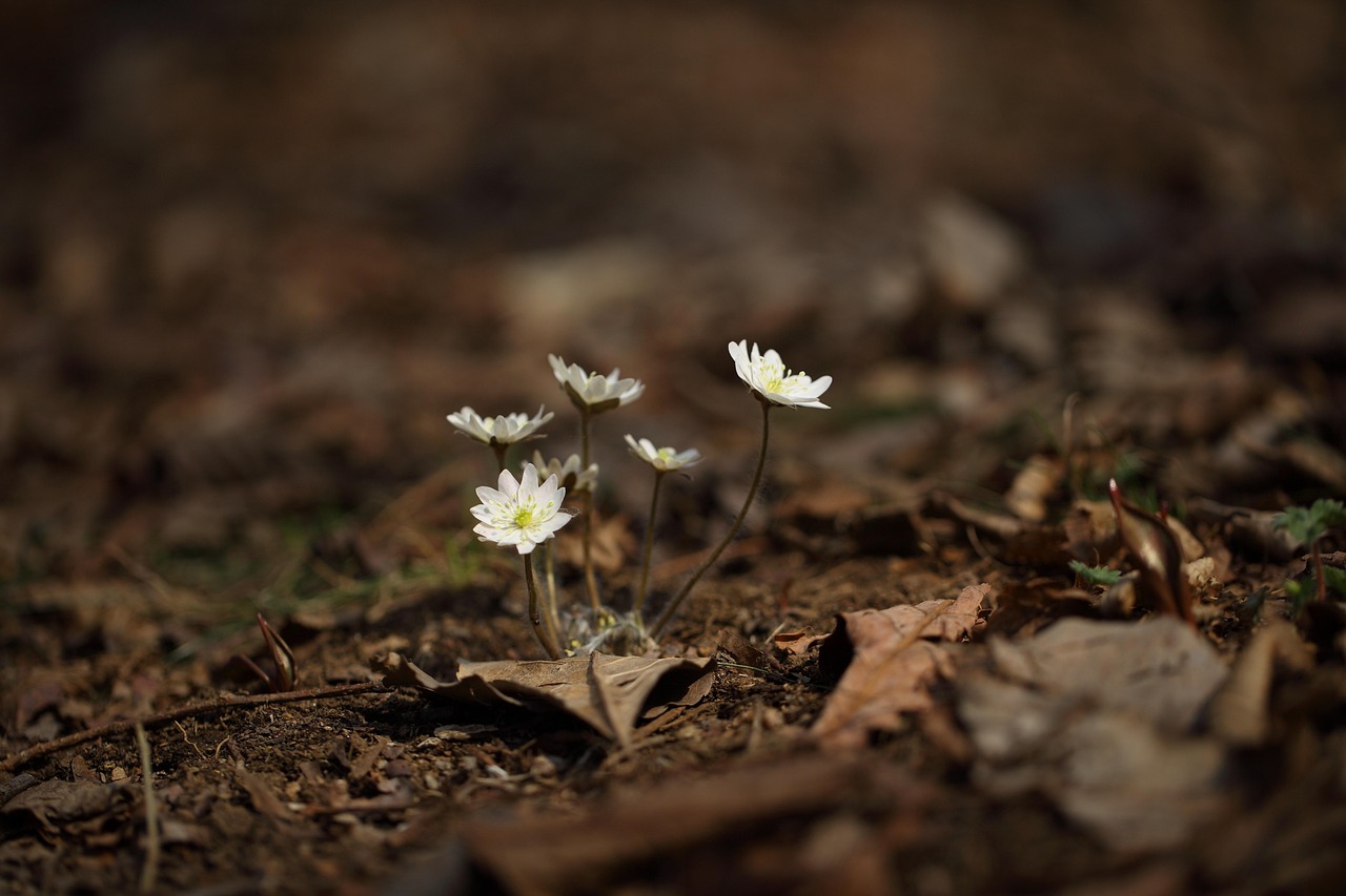 揭開(kāi)神秘面紗，山海天臥龍山最新動(dòng)態(tài)與消息揭秘新篇章
