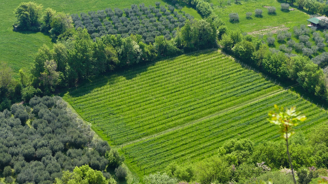 東營農(nóng)高區(qū)引領(lǐng)農(nóng)業(yè)科技創(chuàng)新，助力鄉(xiāng)村振興最新消息揭秘