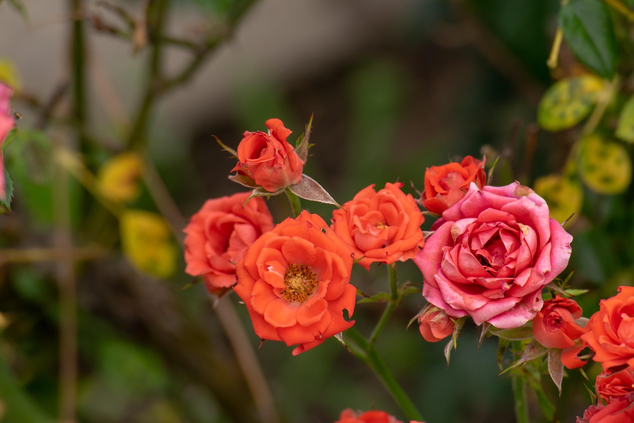 翠金湖美墅島最新動(dòng)態(tài)揭秘，生態(tài)宜居，未來(lái)展望可期