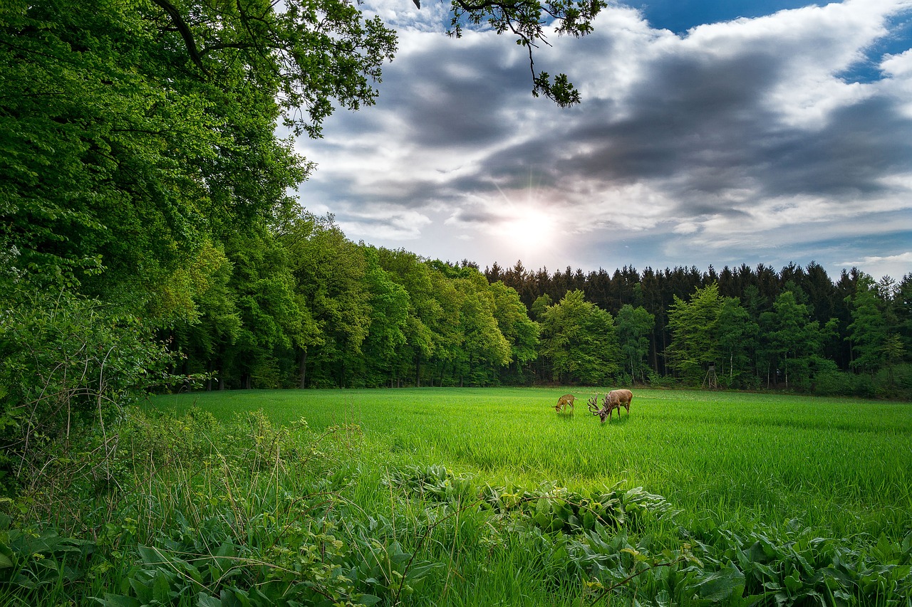 Nginx最新版本的探索與解析，版本更新動(dòng)態(tài)及功能解析