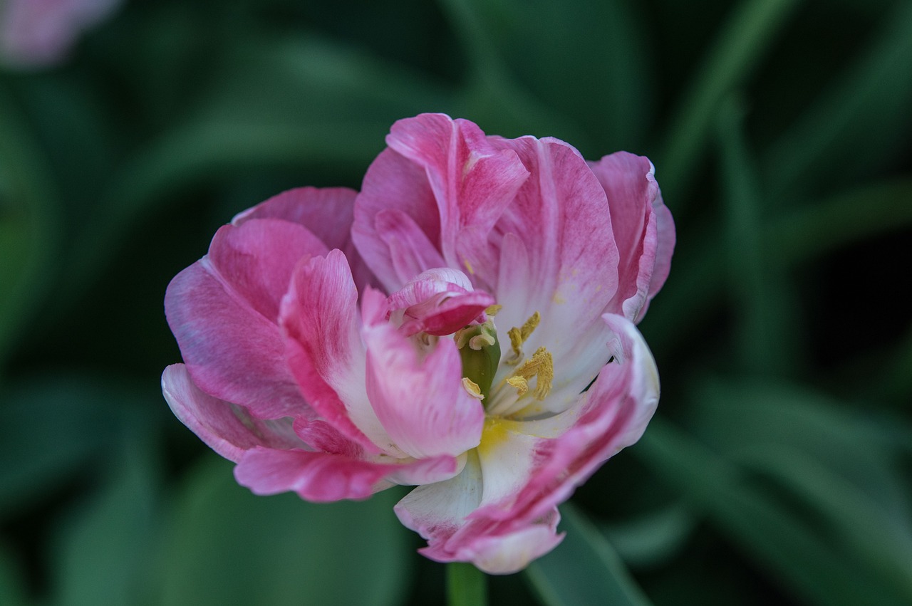 南京融創(chuàng)臻園最新動態(tài)解析，深度了解最新消息