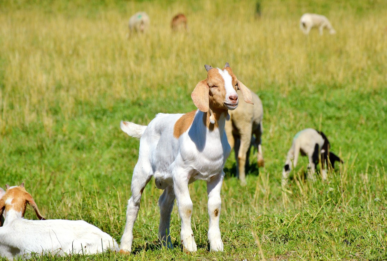 探索貓咪世界，最新應(yīng)用程序下載安裝指南