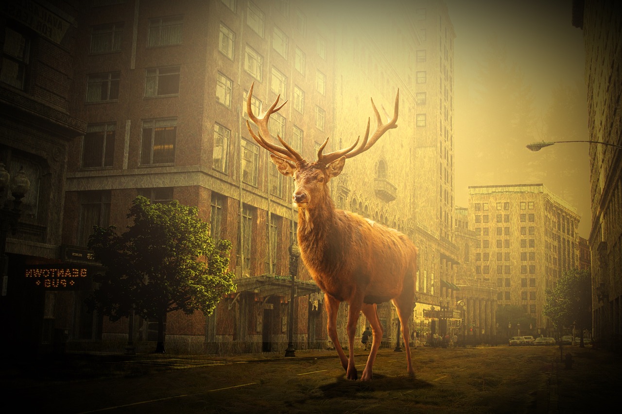 鹽城市網(wǎng)約車最新動態(tài)，行業(yè)變革與發(fā)展趨勢