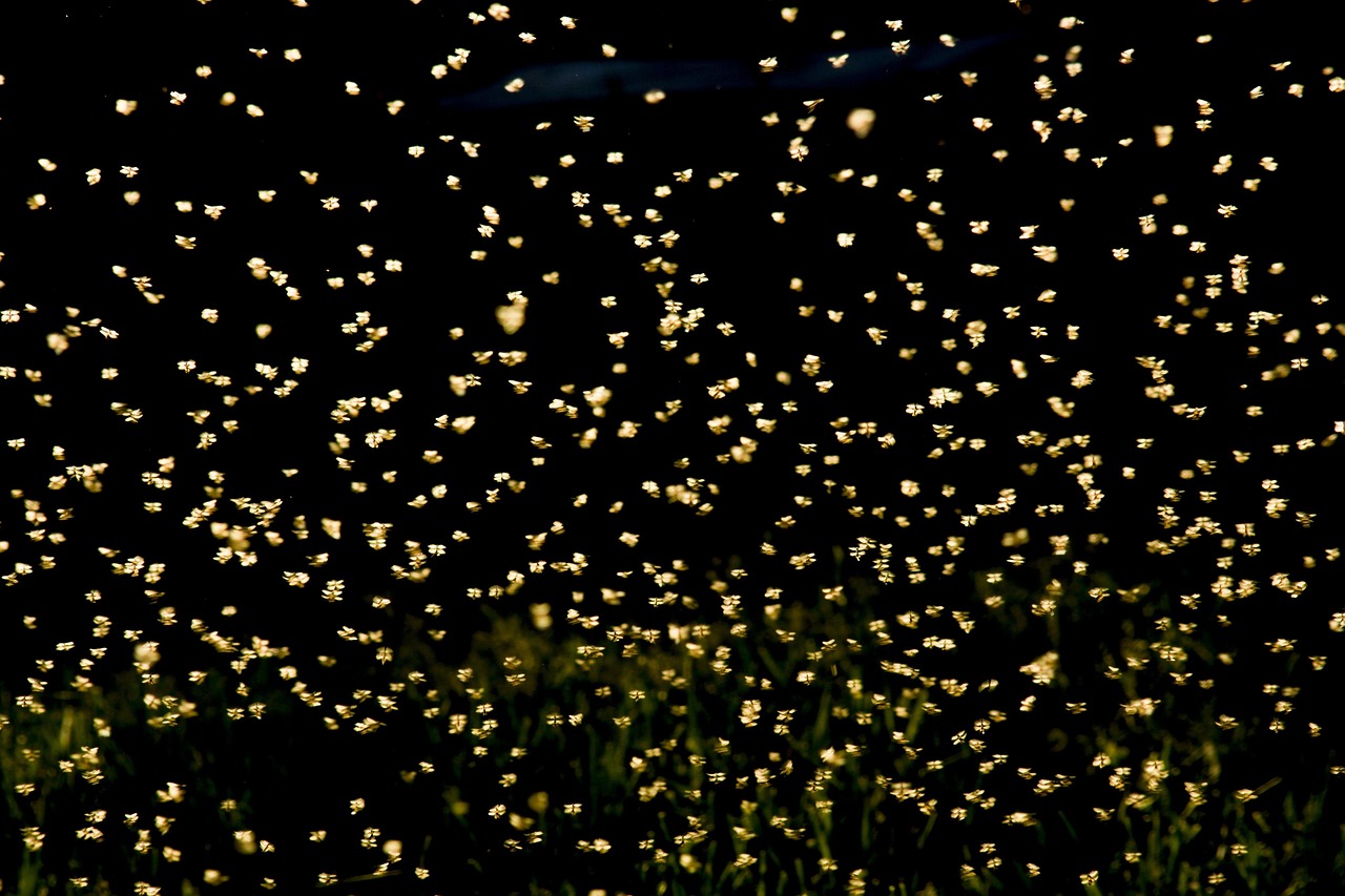 巢湖南路南延最新動態(tài)，建設(shè)進(jìn)展及未來展望