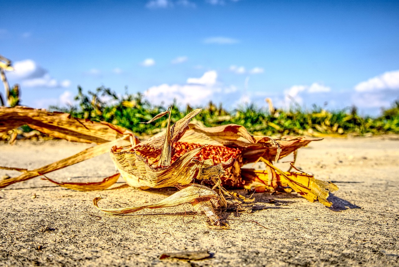 涿州京南一品最新動態(tài)，持續(xù)更新與深度解讀