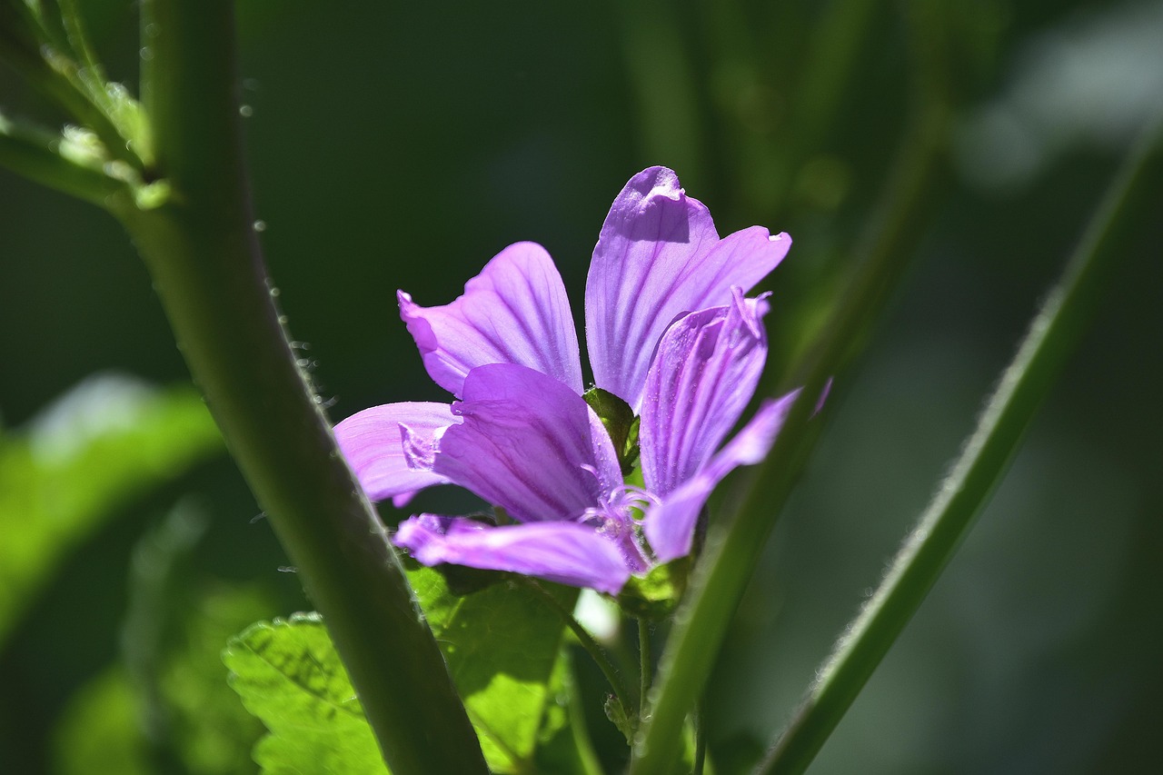 特朗普禁穆令最新動(dòng)態(tài)，爭議與真相深度解讀