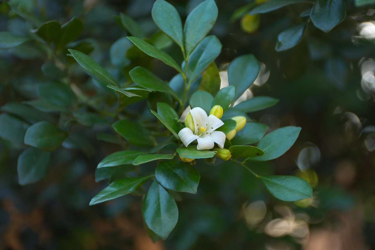 中醫(yī)藥法最新動(dòng)態(tài)，邁向現(xiàn)代化與規(guī)范化的新征程